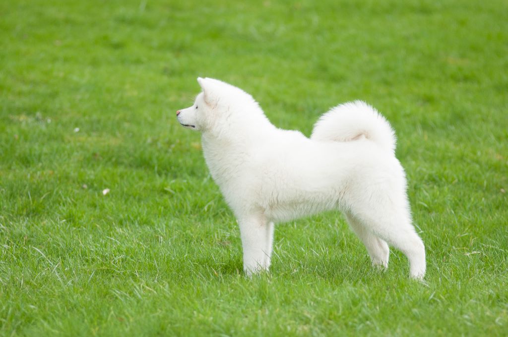 Natsumi De La Montagne Du Grand Est