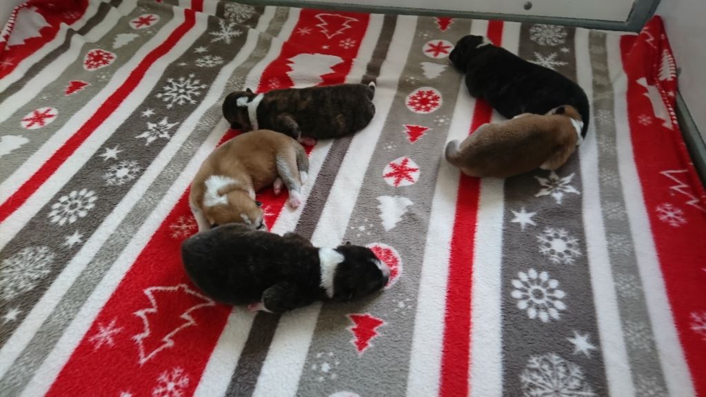 Chiot Akita De La Montagne Du Grand Est